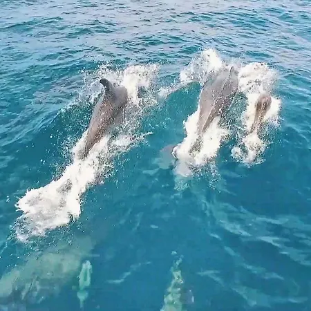 Alegria By Algarve Vacation Вилла Албуфейра